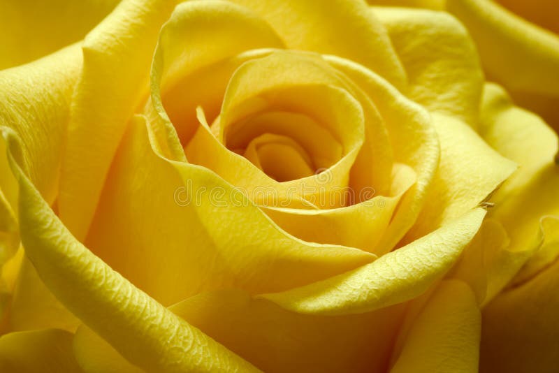 Rose jaune 2 images stock Rose jaune 2 images stock