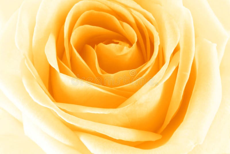 4 images 1 mot 7 lettres roses trompette