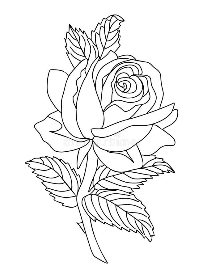 Rose June Birth Month Flower Line Art. Stock Vector - Illustration of ...