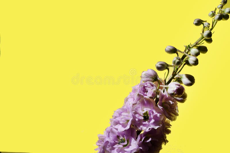 Rose la très jolie fleur de printemps violette se referme. Rose les très jolies fleurs de printemps colorées se rapprochent au soleil sur le fond jaune