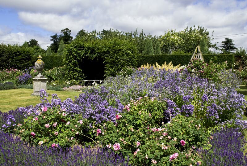 Rose and lavender garden stock photo. Image of lavender 15115480