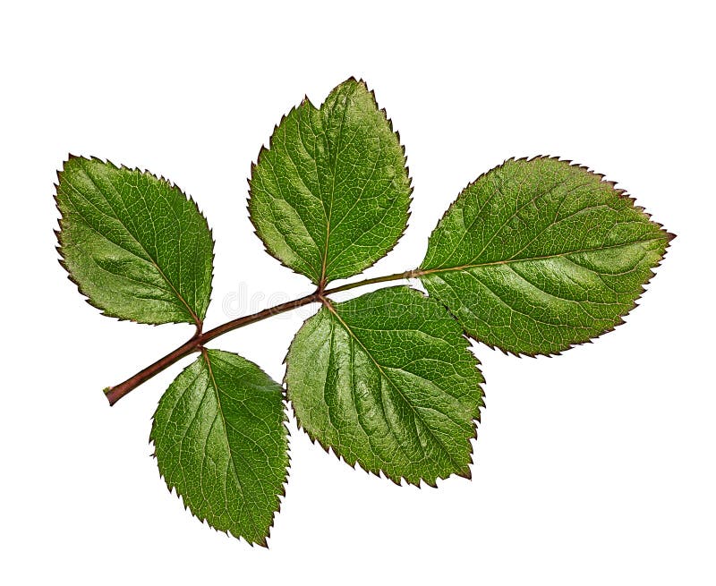 Rose Leaf Texture Stock Photos Download 38,323 Royalty Free Photos