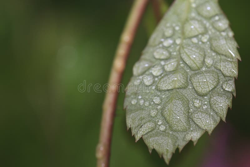 Rose leaves