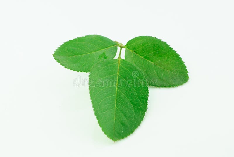 Rose leaves stock photo. Image of nature, beautiful, beauty 54193098