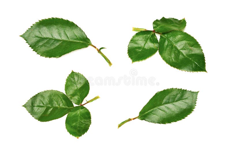 210,770 Rose Leaves Stock Photos - Free & Royalty-Free Stock Photos from  Dreamstime