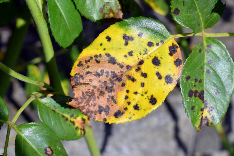 Rose Leaves with Fungal Disease Black Spot of Rose, Caused by ...