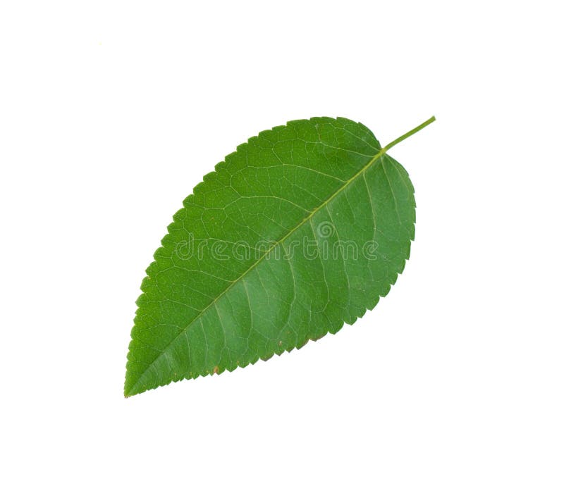 Rose leaves isolated on a white background