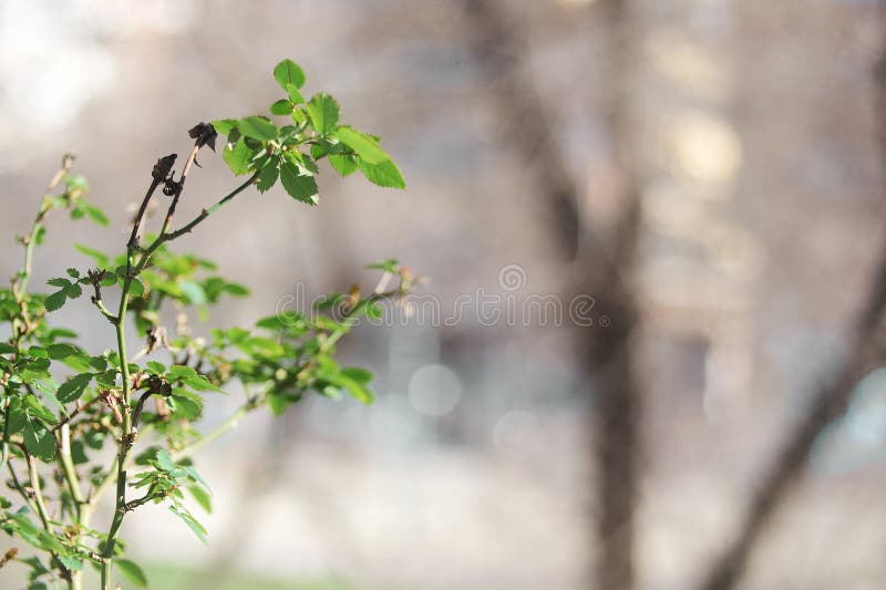 Rose Leaves with Some Wilted Leaves on a Blurred Background Stock Photo