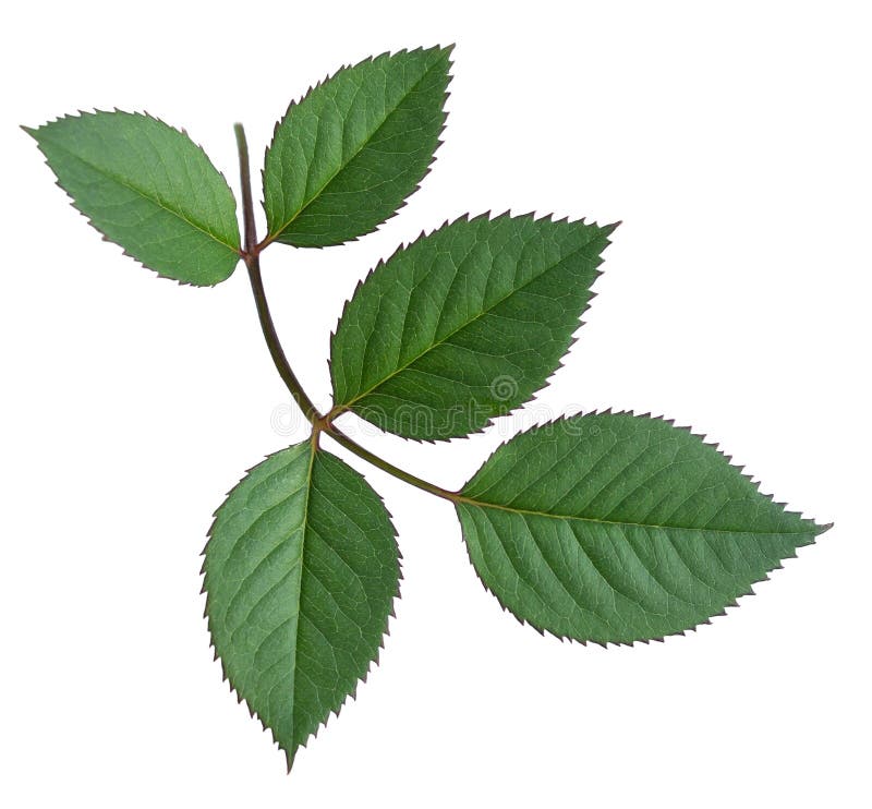 Rose Leaves on a White Background. Stock Image - Image of edges, twig:  136279187