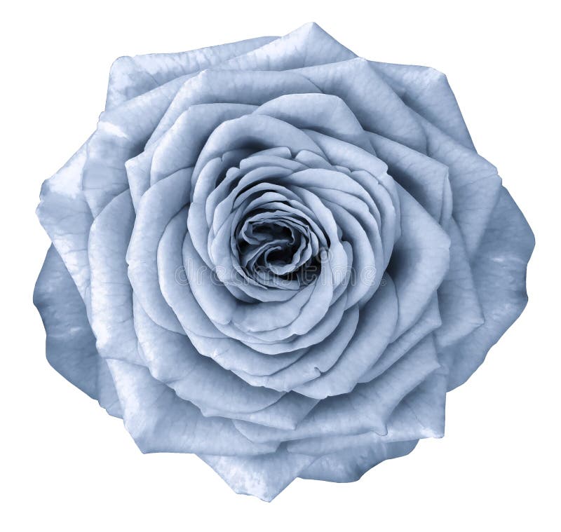 Rose light blue flower on white isolated background with clipping path. no shadows. Closeup.