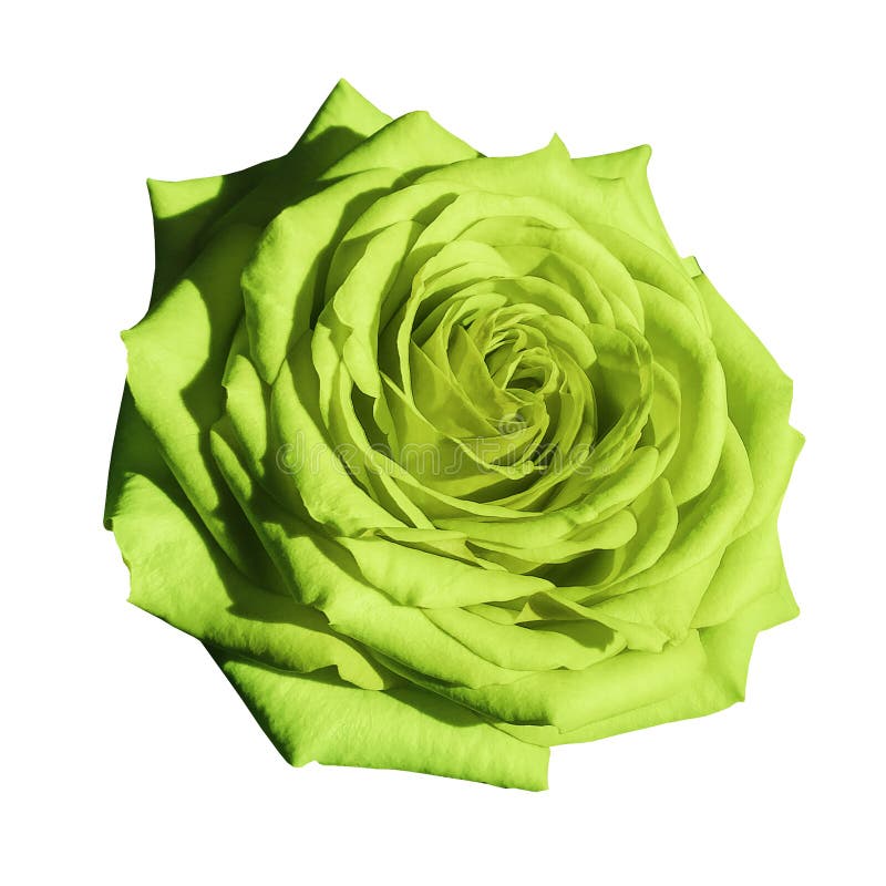 Flower Lime Green on the Black Isolated Background with Clipping Path