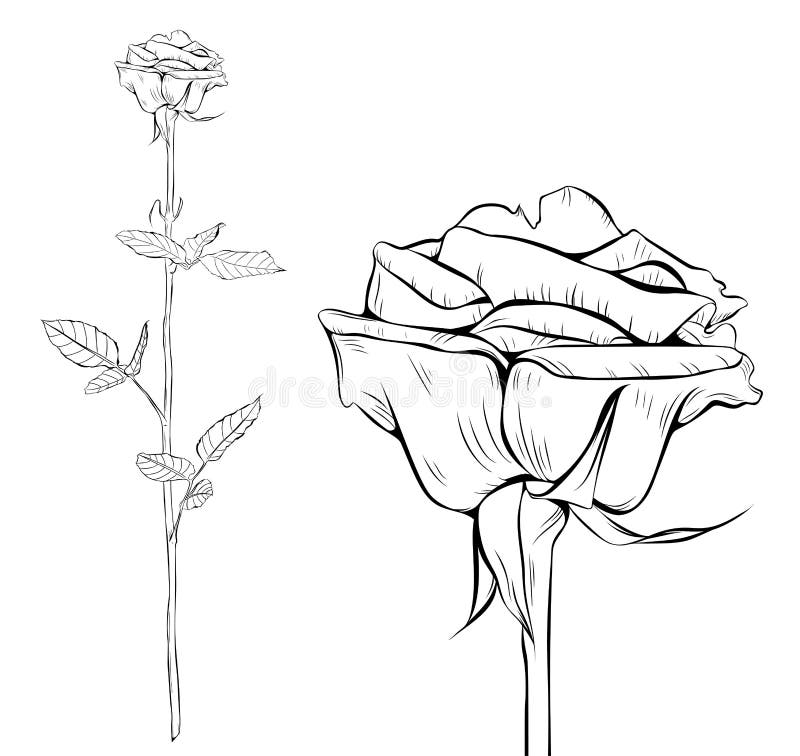 Rose Line Art Silhouette. Single Long Stem Rose Flower. Vector ...