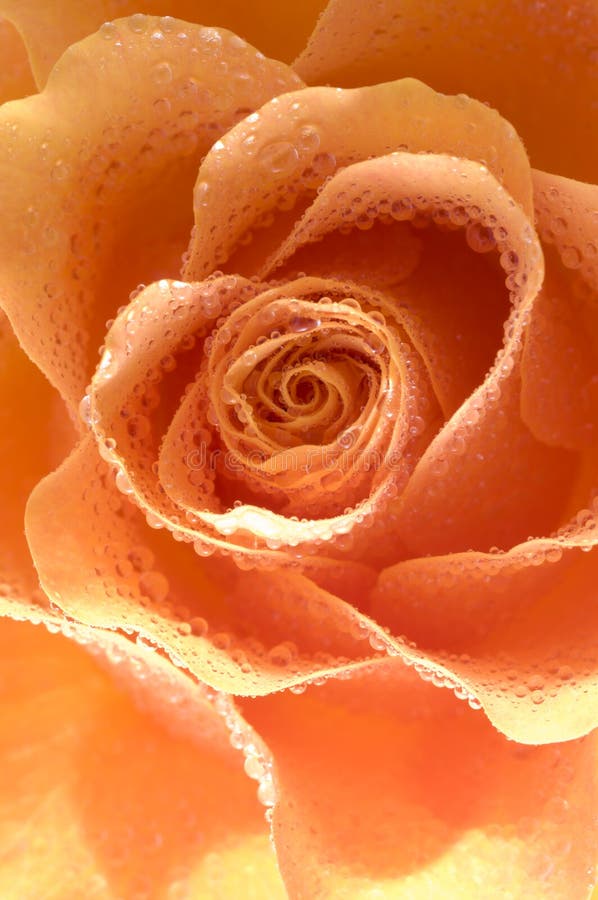 Rose macro/ background