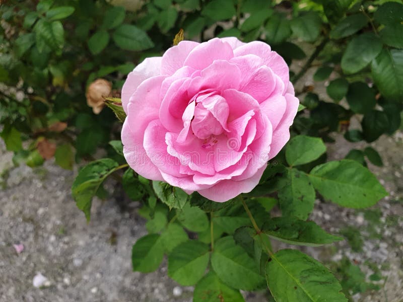 Rose& X28;maldives National Flower& X29; Stock Image Image of shrub