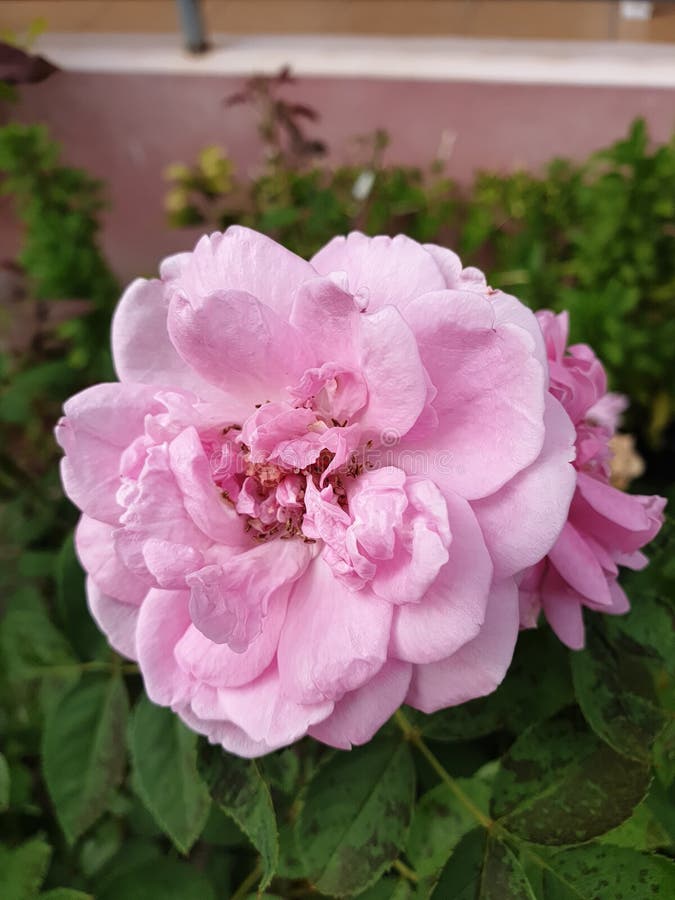 Rose& X28;maldives National Flower& X29; Stock Image Image of shrub