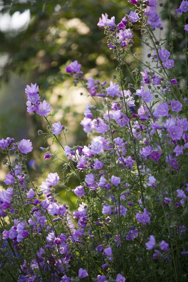 Rose Mallow-bloemen stock afbeelding Rose Mallow-bloemen stock afbeelding