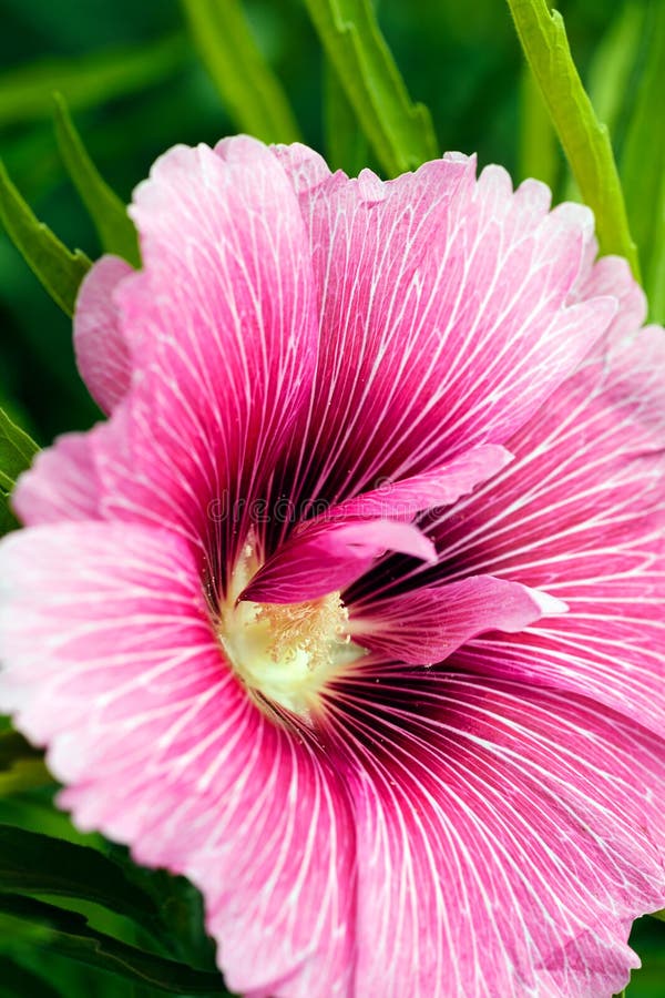 Rose mallow stock photo. Image of flora, mallow, hollyhock 75975568
