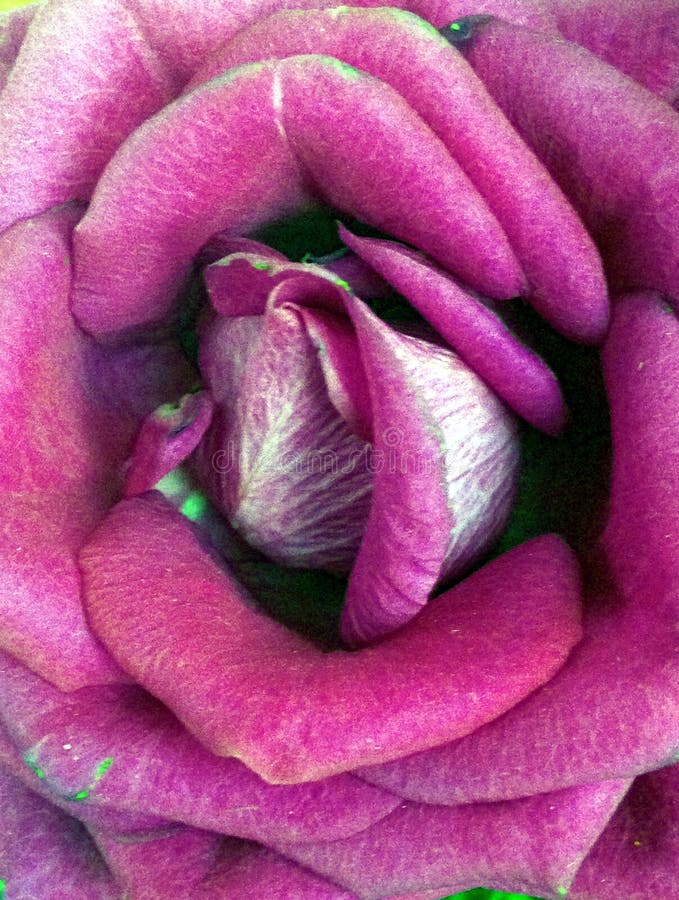 Rose mauve rose image stock. Image du vase, fleurs, image - 83235199