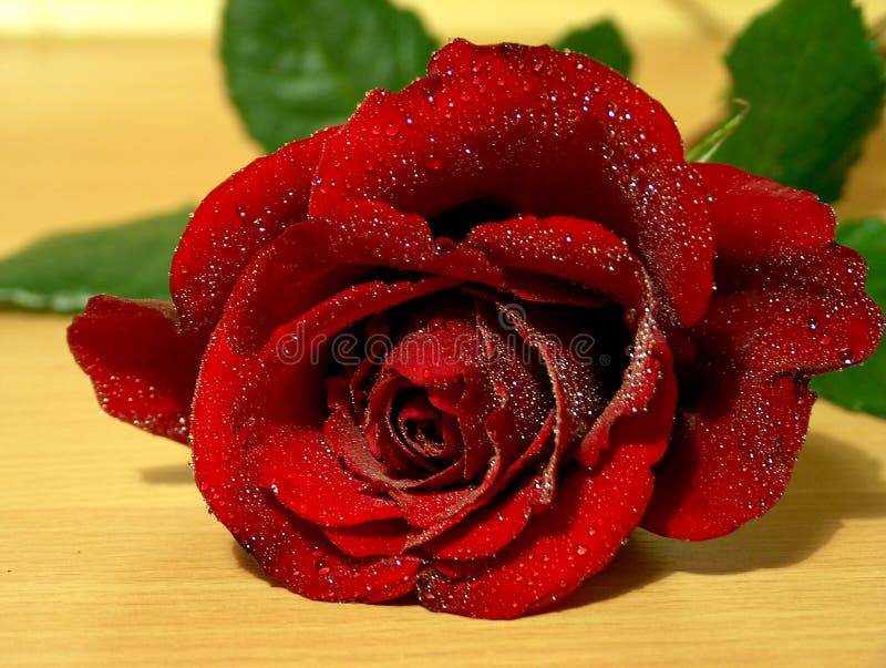 Download Rose mit waterdrop stockfoto. Bild von makro, blume, geburtstag - 28554