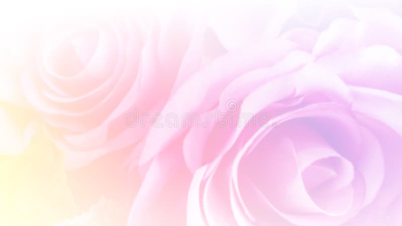 Abstract soft pastel pink roses with blurred color filter as background. Abstract soft pastel pink roses with blurred color filter as background