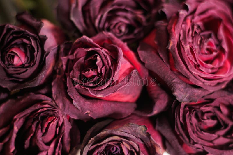 Rose morte sèche de rouge de fleurs Roses fanées photo stock Rose morte sèche de rouge de fleurs Roses fanées photo stock