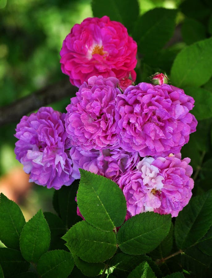 Rose, Most Beautiful Flowers Stock Photo - Image of vegetation, garden ...