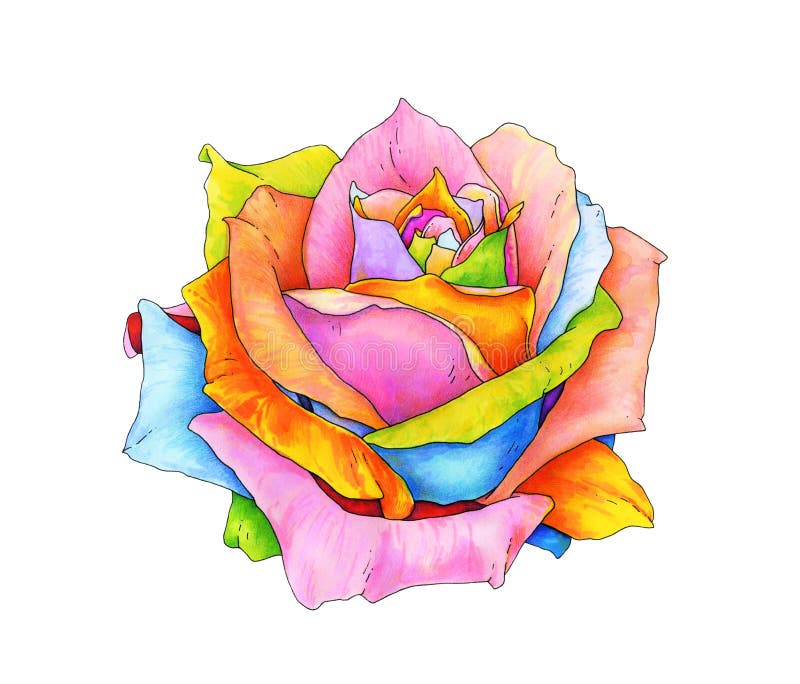 The rose with multi-colored petals is isolated on a white background. Handwork drawing markers. Magic flower illustration