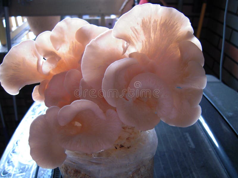 Rose Mushroom stock image. Image of kind, mushroom, edible 57442791
