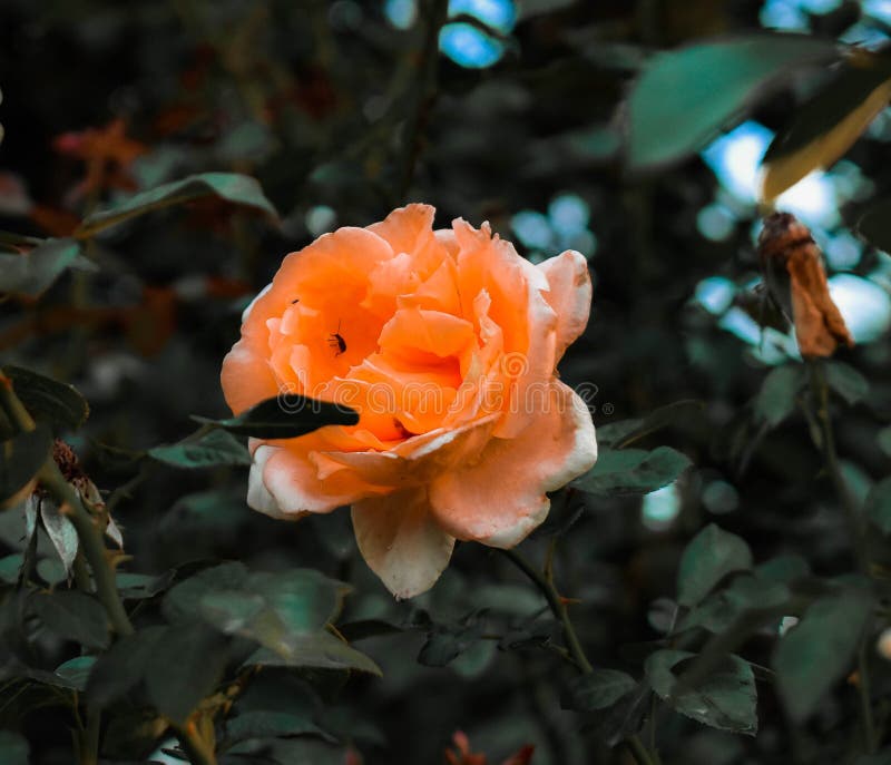 Rose Orange nel mio giardino fotografia stock Rose Orange nel mio giardino fotografia stock