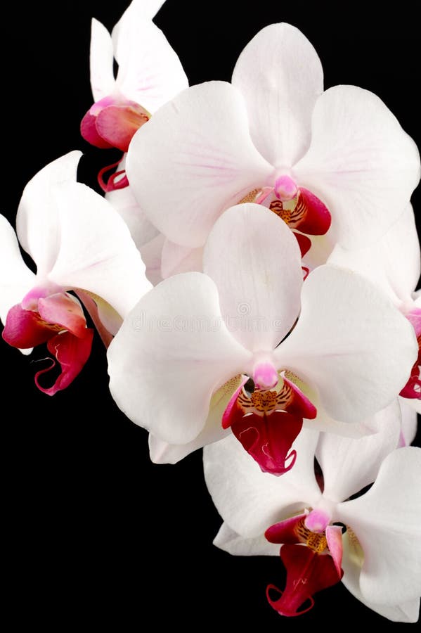 Rose Orchid Flower On Black Background Stock Photo Image of dark