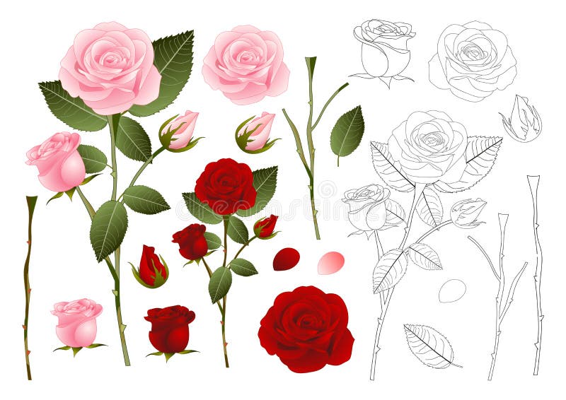 Rose Outline hermosa - Rosa rosados y rojos Día de tarjeta del día de San Valentín Ilustración del vector libre illustration