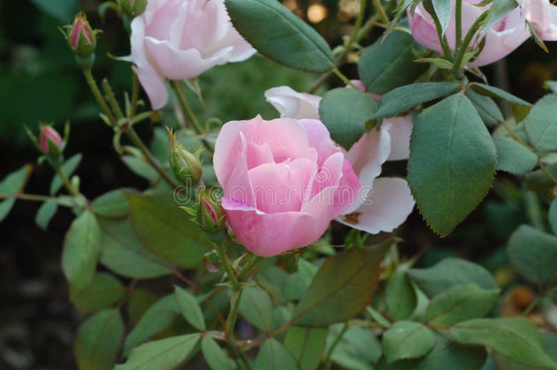 Rose parfaite rose image stock Rose parfaite rose image stock
