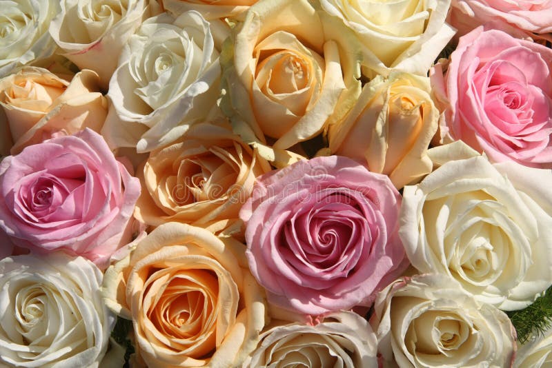 A floral arrangement made off big pastel orange, white and pink roses. A floral arrangement made off big pastel orange, white and pink roses