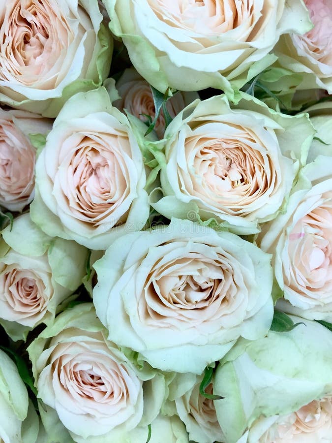 Close up of pastel colored roses filling the frame. Close up of pastel colored roses filling the frame