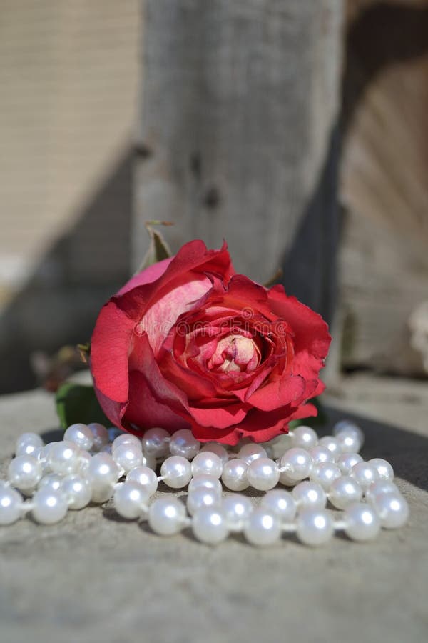 Red Rose and Pearls stock photo. Image of velvety, stem 1896476