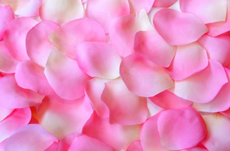 Rose Petal Background