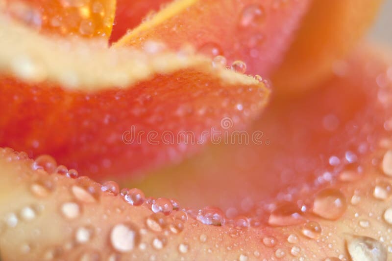 Rose petal close up royalty free stock photo