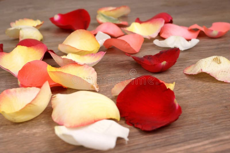 Rose petal on wood floor stock photo. Image of flower 19208438