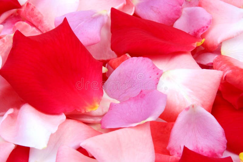 Rose petals stock photo. Image of background, romance, scent 326280