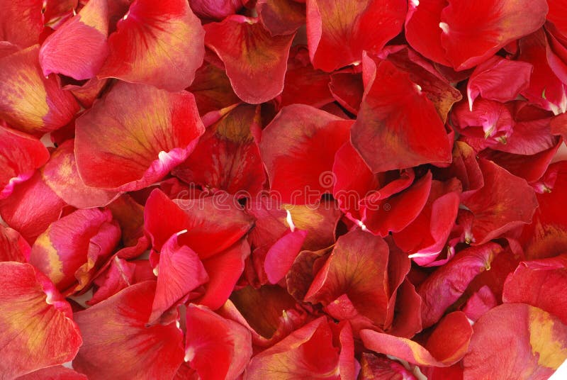 Rose petals stock photo. Image of bright, studio, multicolored 18176228
