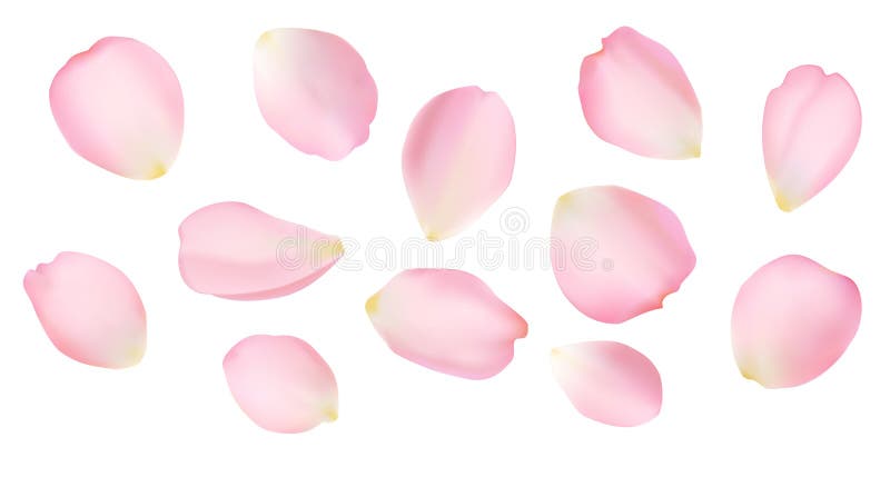 Rose petals