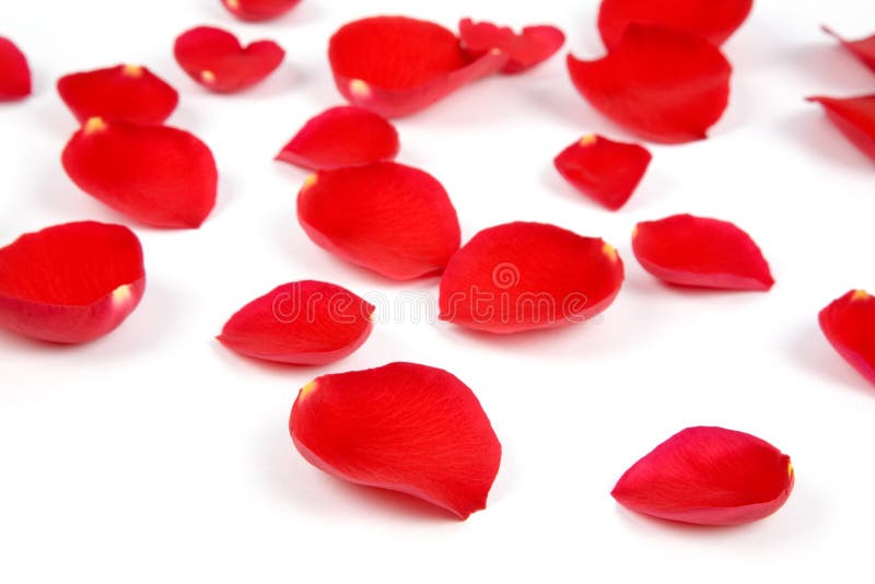 Seamless rose petals stock photo. Image of flowers, isolated 25269678