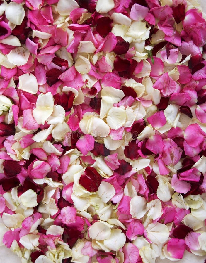Rose petals stock image. Image of romance, copyspace, gift 2429367