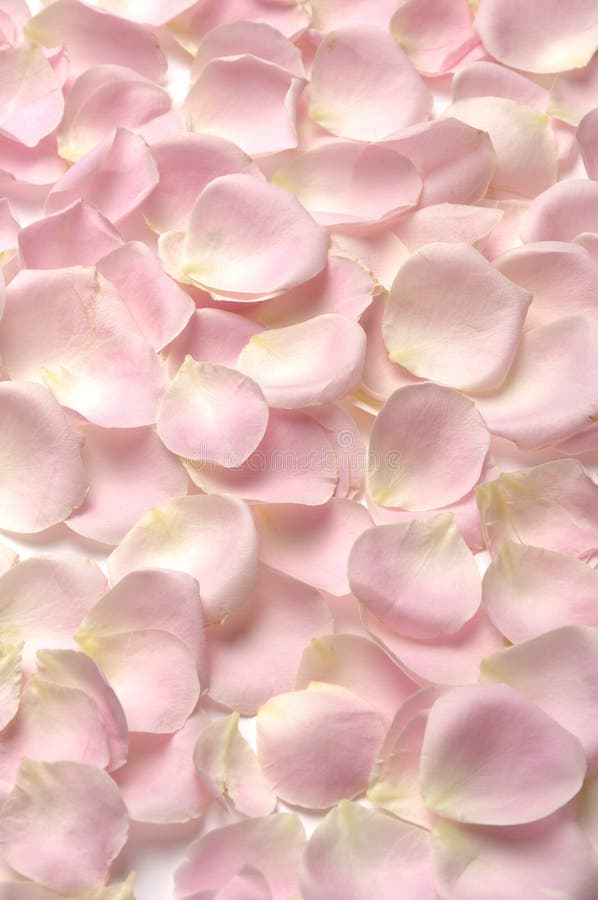 White Rose Petals Background Stock Photo Image of rose, petal 11307294