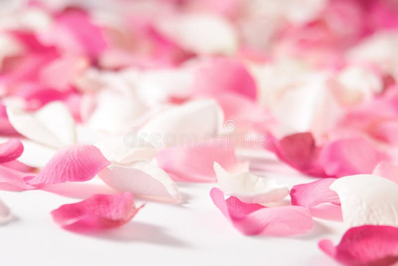 Rose petals