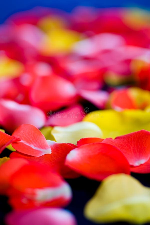 Rose petals stock photo. Image of exploding, flower, petals 8987508