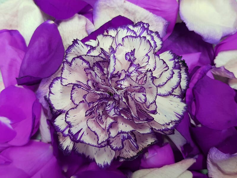 Purple with White Carnation flower and rose petals