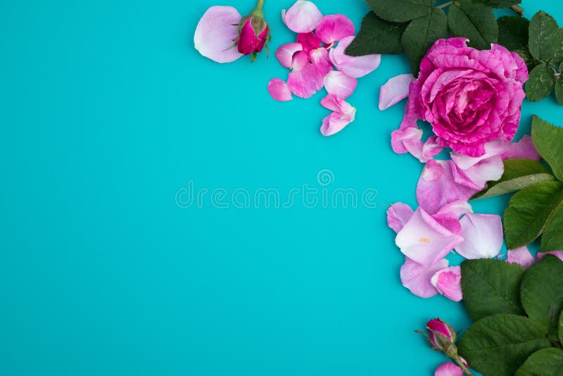 Rose Petals on a Blue Background Stock Illustration Illustration of