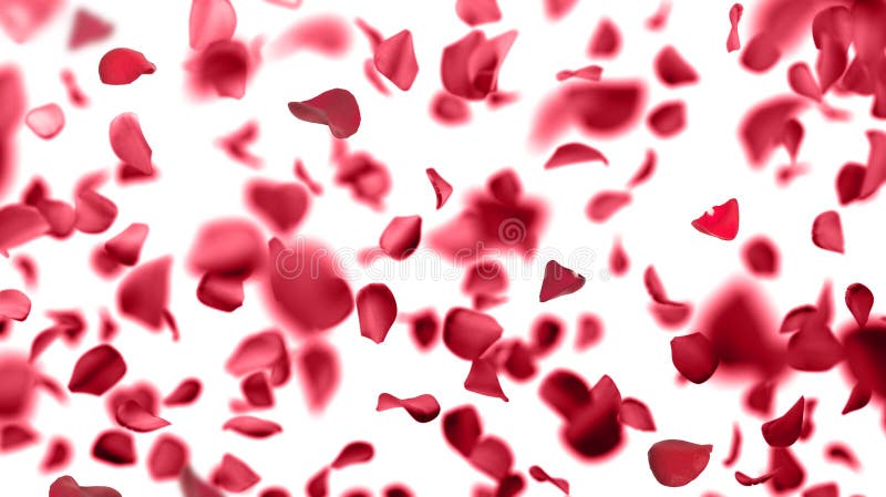 Rose petals falling