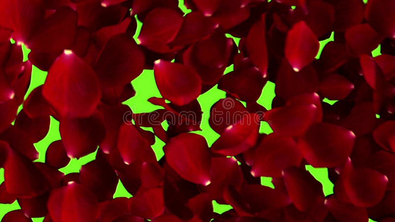 Rose petals flying with vortex with final textured petals background on chroma key, green screen background